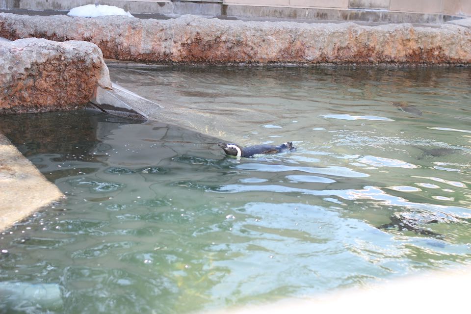 ペンギン