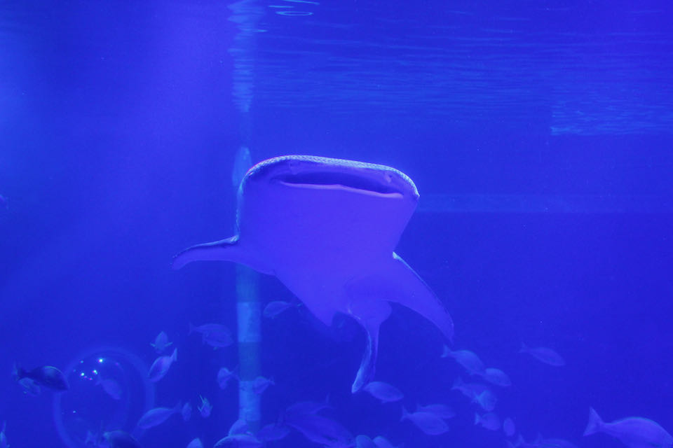 のとじま水族館ジンベイザメ