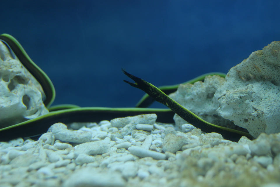 のとじま水族館