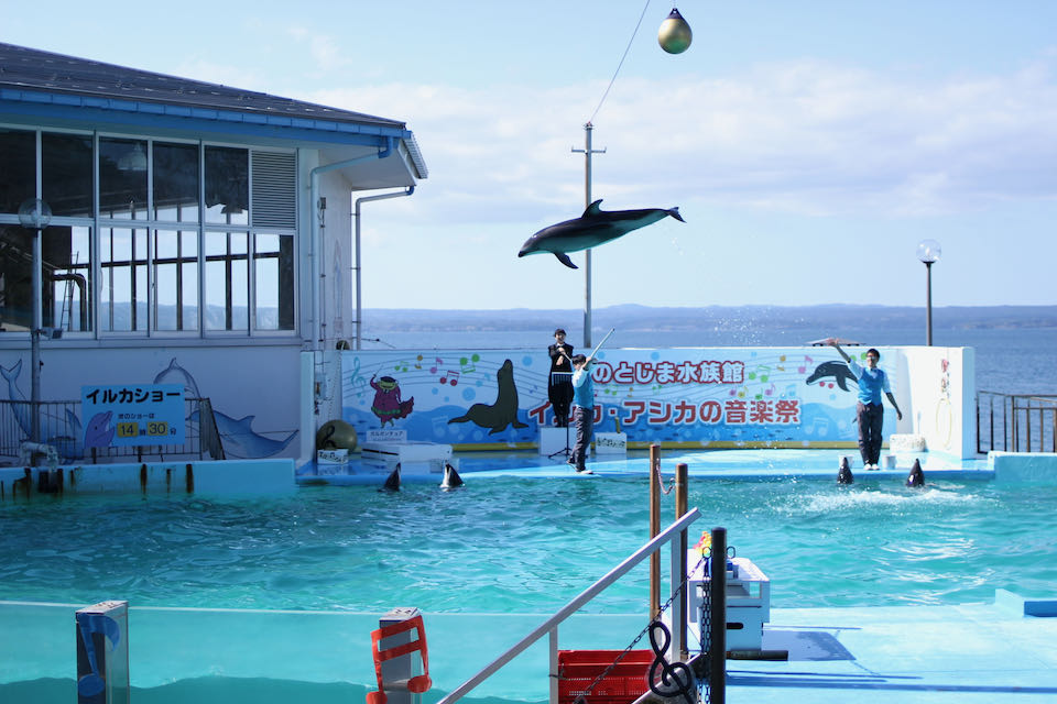 のとじま水族館イルカショー