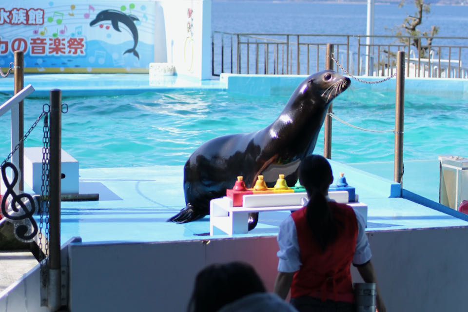 のとじま水族館アシカショー