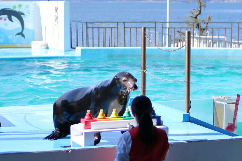 のとじま水族館アシカショー