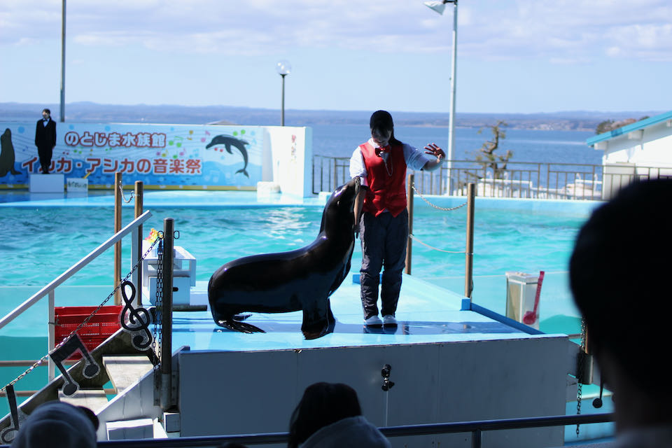 のとじま水族館アシカショー