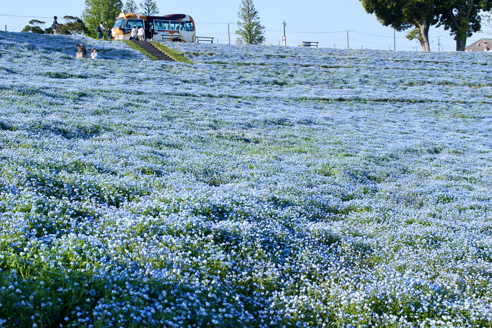 マザー牧場　春の花畑
