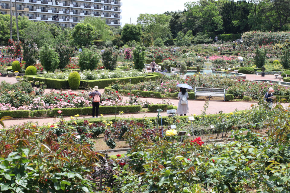 やつバラ園
