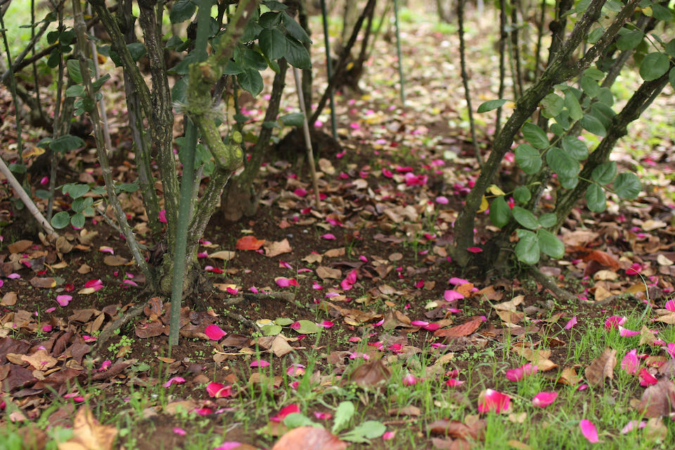 京成バラ園の秋バラ